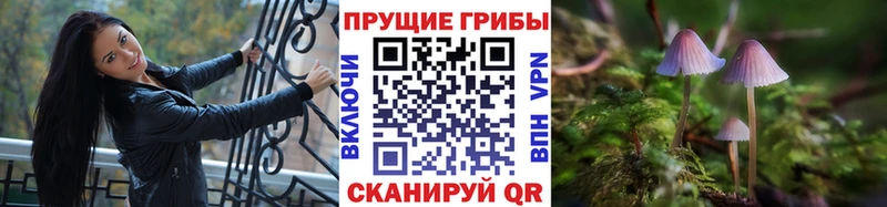 Псилоцибиновые грибы Cubensis  Купить закладки  Горбатов 